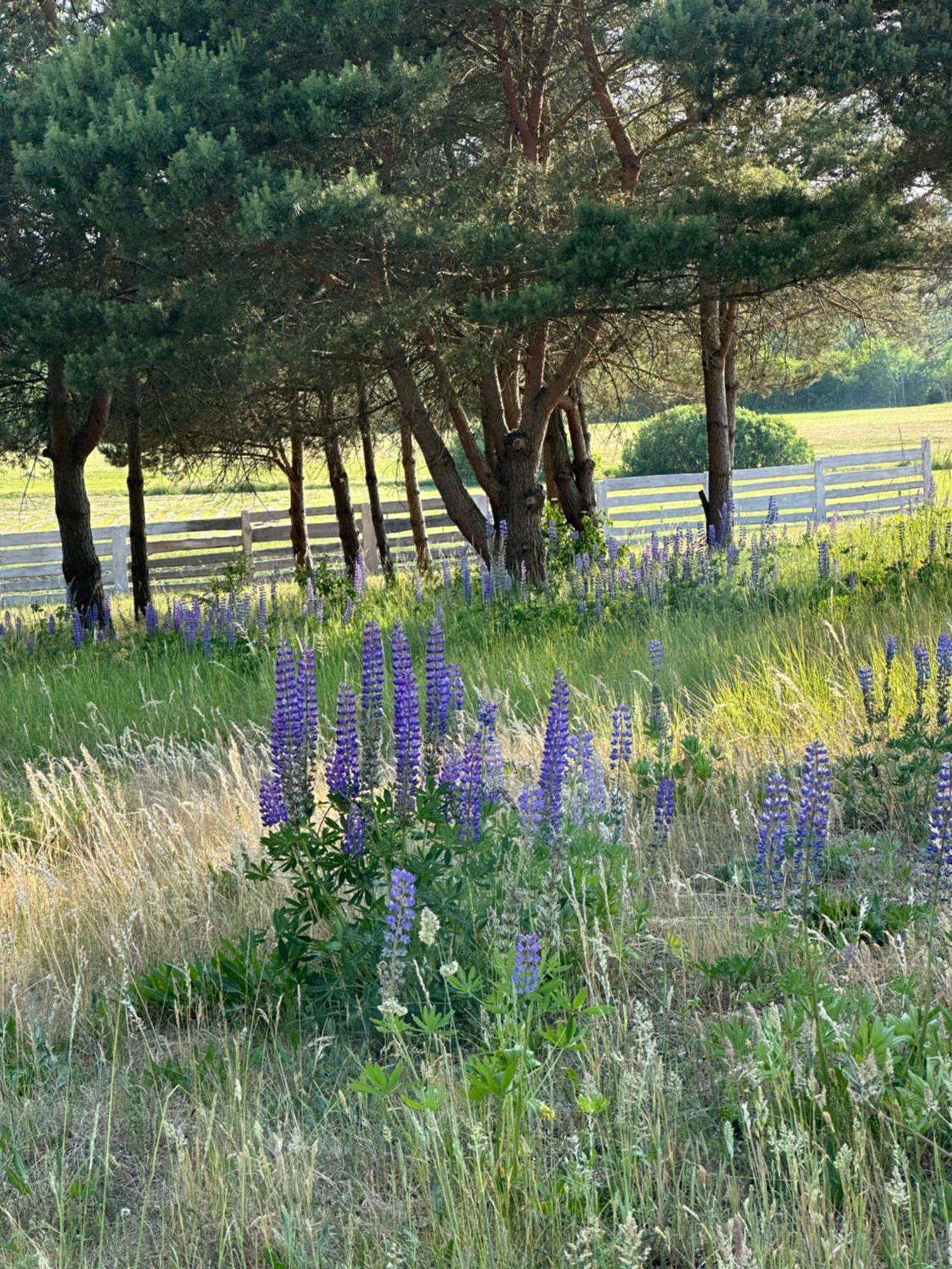 Gizycko-Przerwanki Domki Widok Na Mazury Exterior foto
